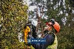 Nożyce do żywopłotu DeWalt DCMHT563P1-QW 55cm 18V XR 1x5,0Ah Li-Ion 5